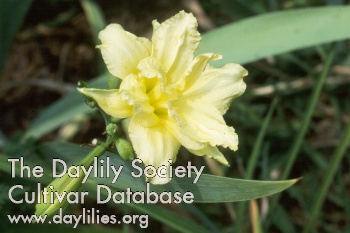 Daylily Double Gardenia